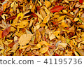 Fall landscape 41195736