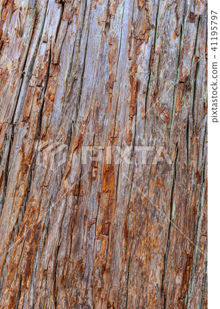 Tree bark texture 41195797