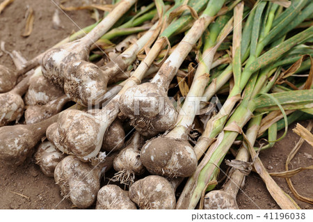 Garlic harvest Garlic harvest 41196038