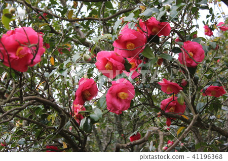 * Camellia * Camellia * Tsubaki * THUBAKI * 41196368