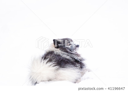Dog keeshond in the snow in winter 41196647