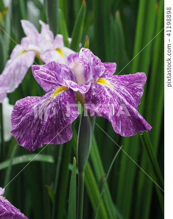Hana shawve (with waterdrop after rain) 41198898