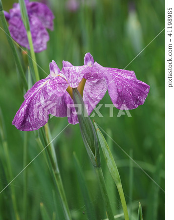 Hana shawve（雨後的水滴） 41198985