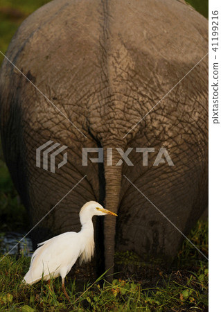 African elephant and Amazaki 41199216