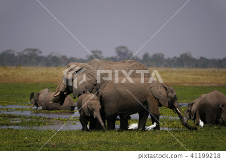 African elephant and Amazaki 41199218