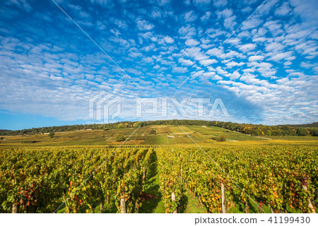 Vineyards in the autumn season, Burgundy, France Vineyards in the autumn season, Burgundy, France 41199430