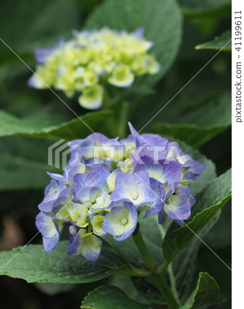 Hydrangea (with waterdrop after rain) Hydrangea (with waterdrop after rain) 41199611