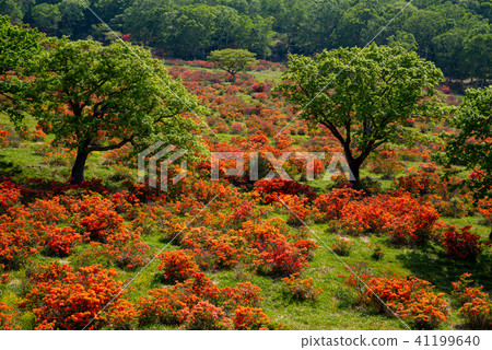 新鮮的綠樹和Renge杜鵑花盛開的牧場旅遊信息辦公室視圖從6月甲板赤城山a-1 41199640