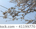 櫻桃樹 41199770