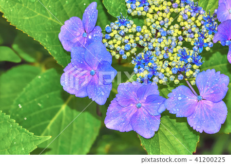 Hydrangea after the rain Hydrangea after the rain 41200225