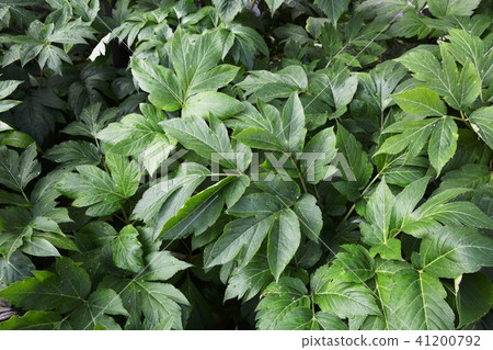 Ashitaba Ashitaba 41200792