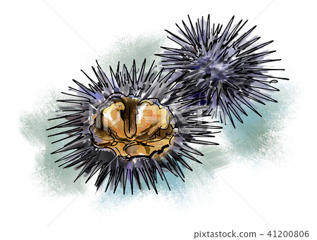 海膽 海膽 41200806