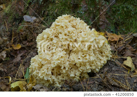 Cauliflower mushroom closeup 41200850