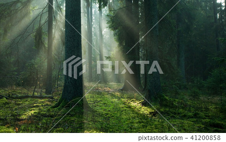 Misty autumn morning in coniferous stand 41200858