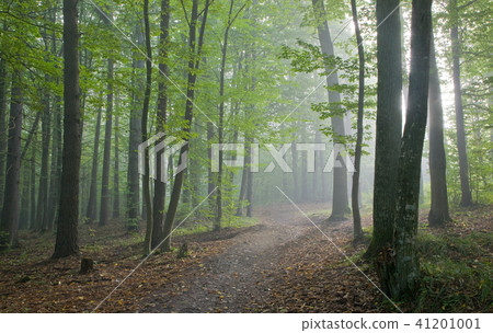 Path crossing misty autumnal forest Path crossing misty autumnal forest 41201001