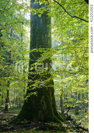 Giant oak tree grows among young hornbeams Giant oak tree grows among young hornbeams 41201003