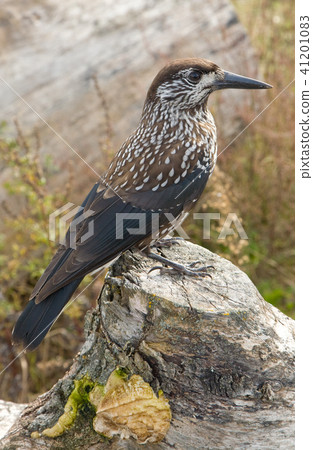 Spotted Nutcracker on stump 41201083