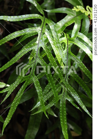 新西蘭一些蕨類植物 41201250