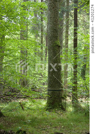 Big old oak black strip marked 41201274