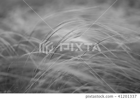 Stipa capillata as known as feather, needle, spear grass in steppe. Listed red book of Ukraine Stipa capillata as known as feather, needle, spear grass in steppe. Listed red book of Ukraine 41201337