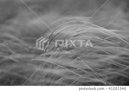 Stipa capillata as known as feather, needle, spear grass in steppe. Listed red book of Ukraine Stipa capillata as known as feather, needle, spear grass in steppe. Listed red book of Ukraine 41201340