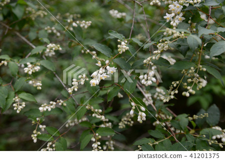Ibotanoki 41201375