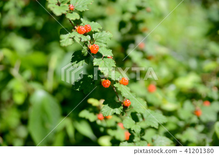 Raspberry 41201380
