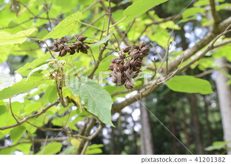Tung tree nuts 41201382