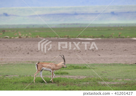 恩戈羅恩戈羅國家公園 41201427