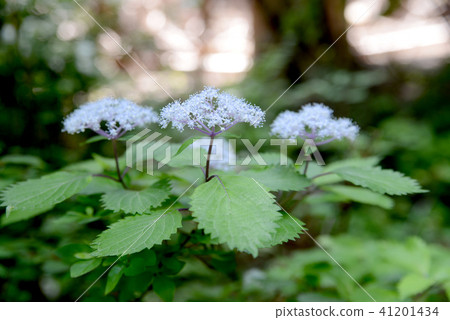 Cordyceps 41201434