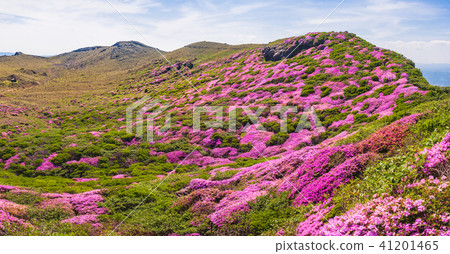 Miyama Kirishima blooms in full bloom Aso 41201465