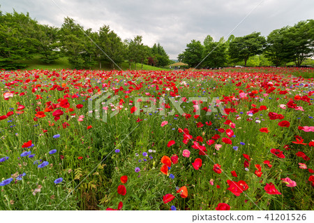 Poppy's flower garden Michinoku lakeside park 41201526