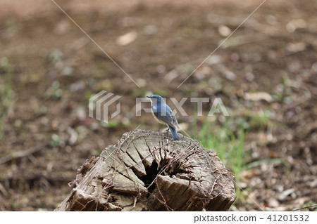 Ruribitaki standing on the stage of stubbing Ruribitaki standing on the stage of stubbing 41201532