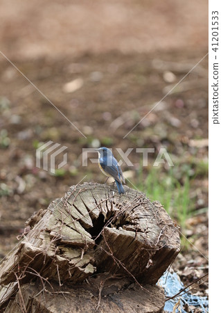 Ruribitaki standing on the stage of stubbing Ruribitaki standing on the stage of stubbing 41201533