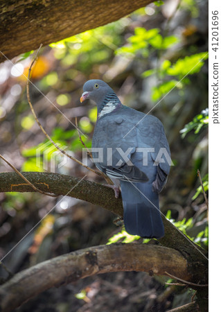 Close-up of Wood Pigeon Columba palaumbus perched on a post 41201696