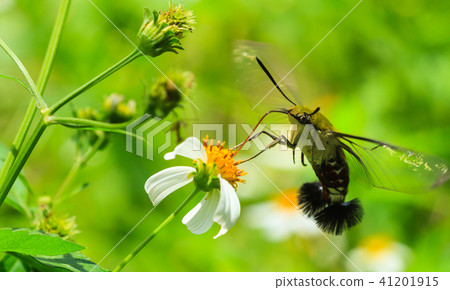 Hemaris fuciformis Sphingidae moth. Hemaris fuciformis Sphingidae moth. 41201915