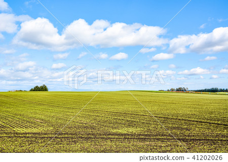 Scenery of Tokachi plain 41202026