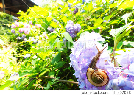 Snail and hydrangea flower Snail and hydrangea flower 41202038