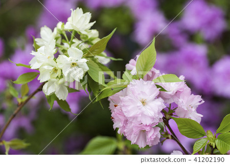 图库照片 重瓣樱树 八重桜 樱花