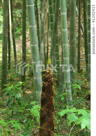 竹林和竹筍 41202415