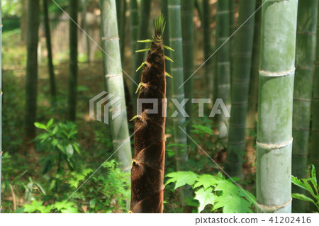 竹林和竹筍 41202416