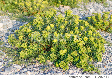 Iwate Takeki 41202417