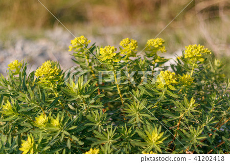 Iwate Takeki 41202418