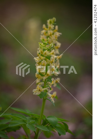Natural spring background - Corydalis solida fumewort, hollowroot flowers in nature. 41202474