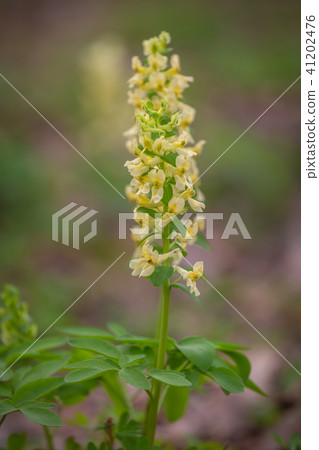 Natural spring background - Corydalis solida fumewort, hollowroot flowers in nature. 41202476