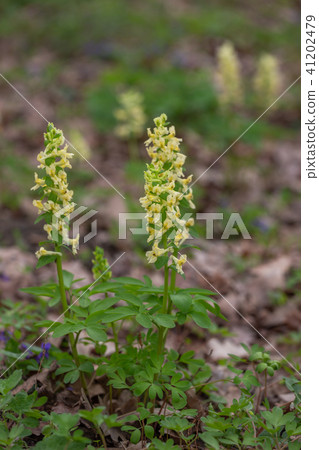flowers of spring fumewort, Corydalis marschalliana 41202479
