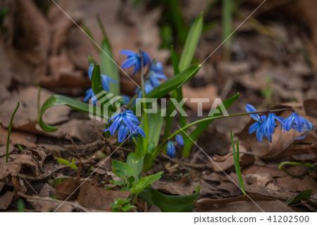 Siberian squill blue flower Siberian squill blue flower 41202500