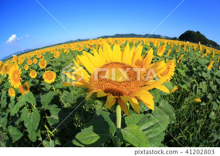 Sunflower 6586 Sunflower 6586 41202803