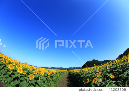 Sunflower 6593 41202806