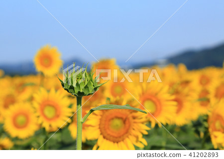 Sunflower 6437 41202893